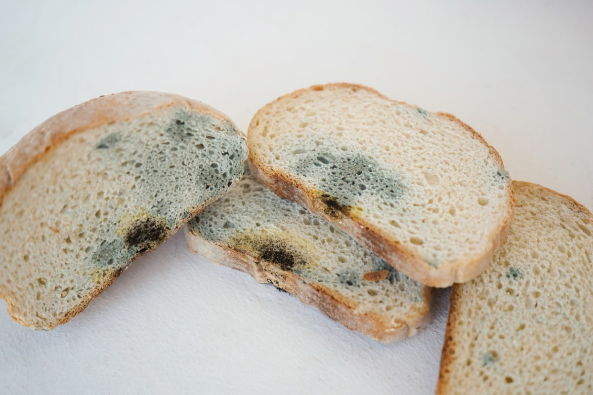 Moldy Bread